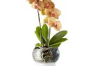 Горшок для орхидеи с функцией самополива Orchid Pot, малый, белый