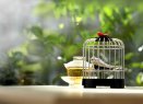 Музыкальный заварочный набор «Певчая птичка»